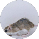 Pablo Mallaroni profile picture